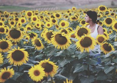 Full frame shot of sunflower