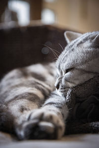 Close-up of cat sleeping