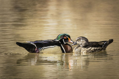 A male and female wood ducks floating on the pond