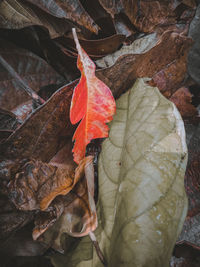 Close-up of autumn leaf