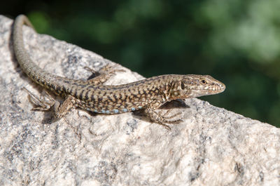 Close-up of lizard on rock