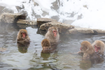 Japanese snow monkey in hot spring