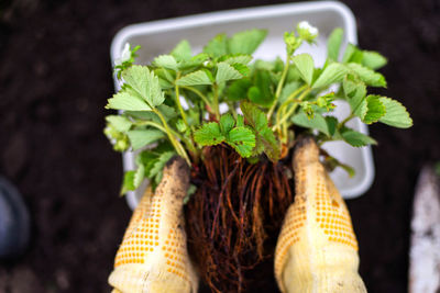 Cropped hand of woman holding plant