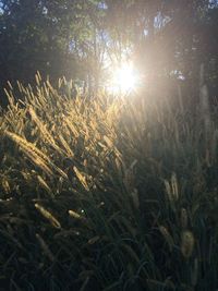 Plants growing on field against bright sun