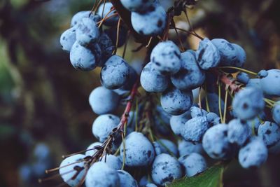 Close-up of berries growing on tree