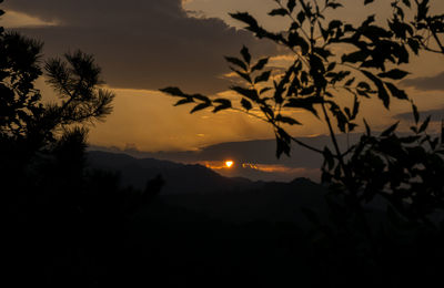 Silhouette tree against sky during sunset