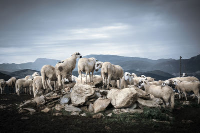 View of sheep on mountain against sky