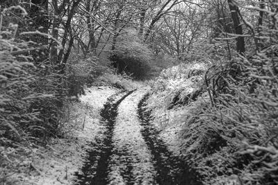 Bare trees in forest during winter