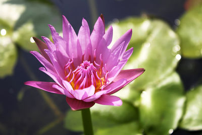 Close-up of flower blooming outdoors