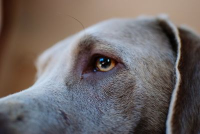 Close-up portrait of dog