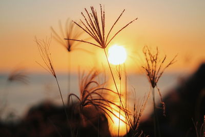 Close-up of silhouette plants on field against sky during sunset
