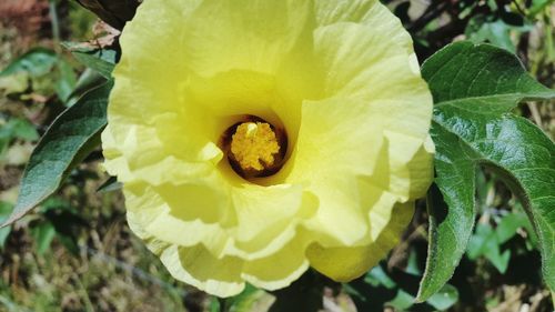 Close-up of yellow flower blooming outdoors