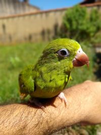 Close-up of green bird perching on hand