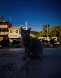 Cat sitting on street