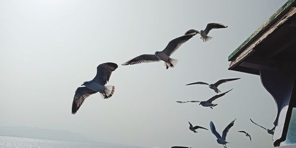 Low angle view of seagulls flying