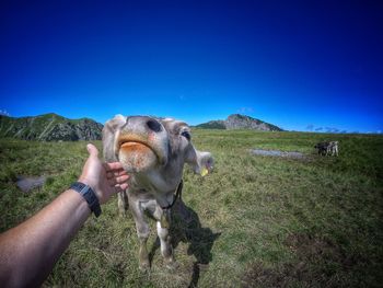 Cow on field against clear blue sky