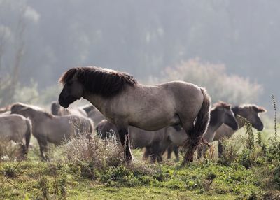 Horses on field 