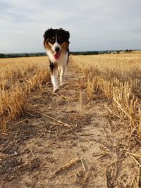 Dog running in field