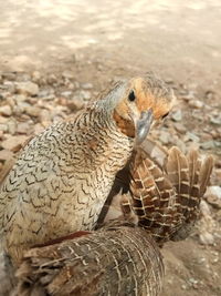 Close-up of a bird