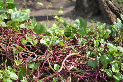 plant