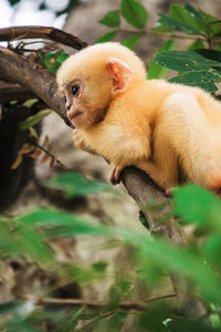 View of monkey on tree