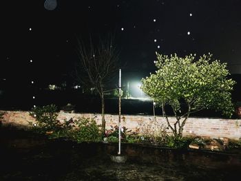 Trees against sky at night