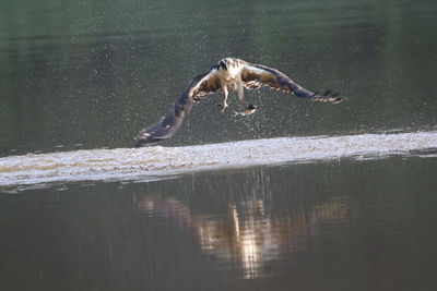 Mid-air osprey holding fish above water