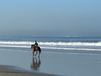 Dog riding horse on beach
