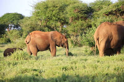 Elephant in a field