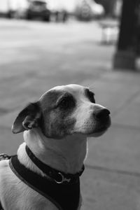 Close-up of dog looking away