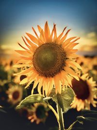 Close-up of sunflower against sky