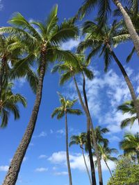 Low angle view of palm trees against sky