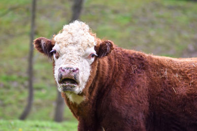 Portrait of cow