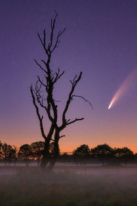 Silhouette bare tree on field against sky at night