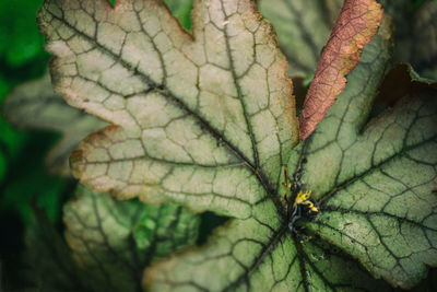 Close-up of plant