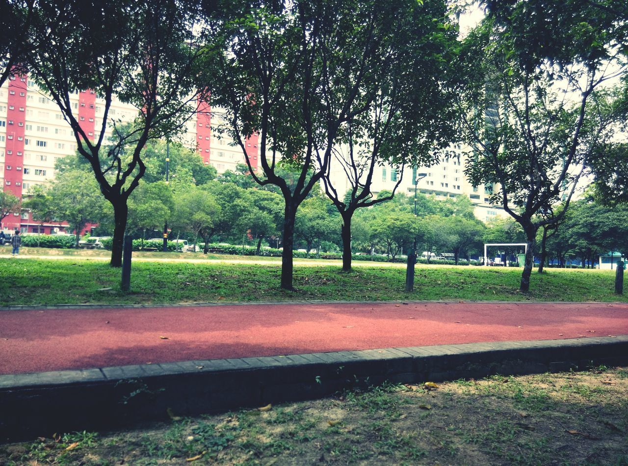 tree, grass, park - man made space, lawn, park, green color, tree trunk, growth, branch, building exterior, built structure, architecture, shadow, incidental people, nature, day, sunlight, footpath, bench, city