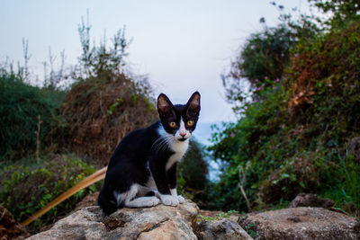 Cat sitting on rock