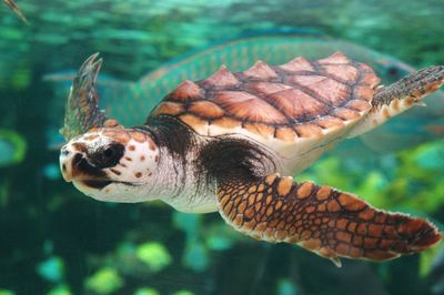 Close-up of insect on white background