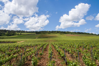 Scenic view of agricultural field against sky