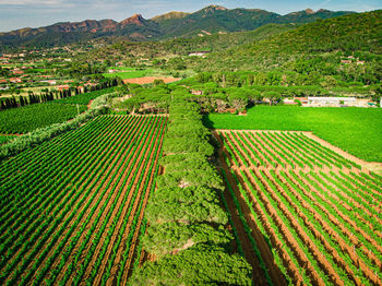 Drone shot of a vineyard in italy. 