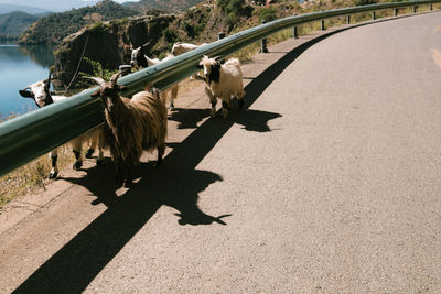 High angle view of dog on road