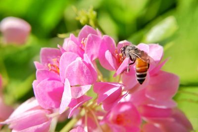 Close-up of bee pollinating on pink flower