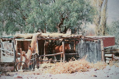 Damaged tree in forest during winter