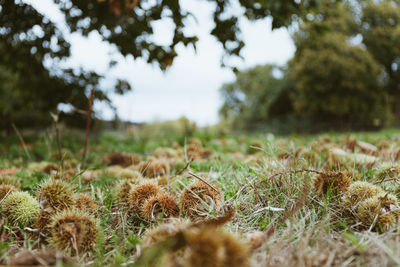 Close-up of dried plant on field