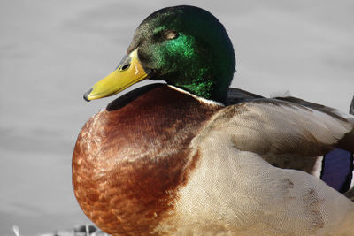 Close-up of duck