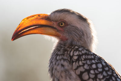 Close-up of a bird