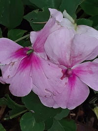 Close-up of pink flowers blooming outdoors