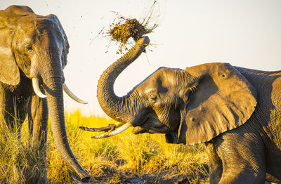 Elephant drinking water