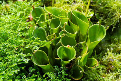 Plants are predators. insect catcher plant botanical garden. unusual rare