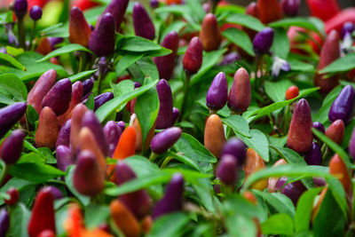 Full frame shot of peppers